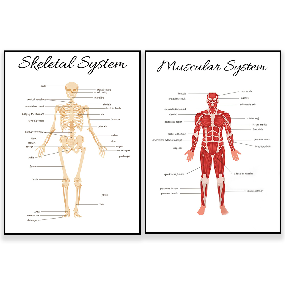 Kids Education System - SKELETAL SYSTEM-Affiche d'apprentissage pour enfants, jouets