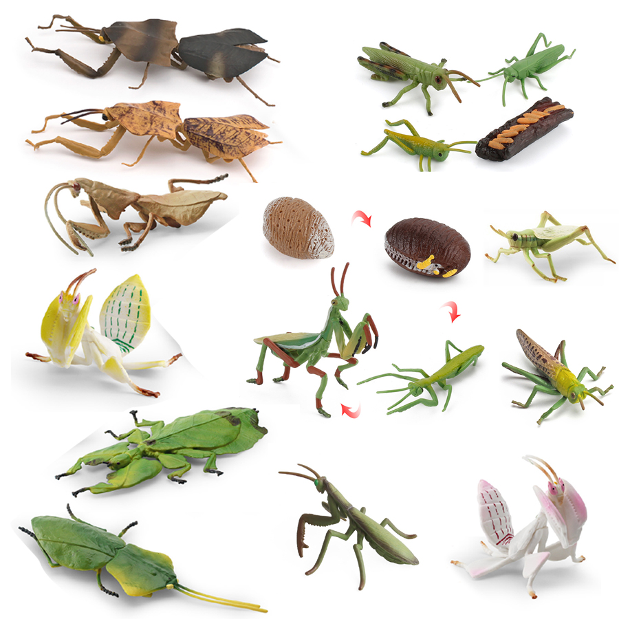 Kids Education Picture - Modèle réaliste de Mantis Orchidée, Mantis