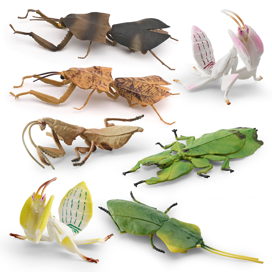 Modèle réaliste de Mantis Orch - Kids Education Picture avis et prix