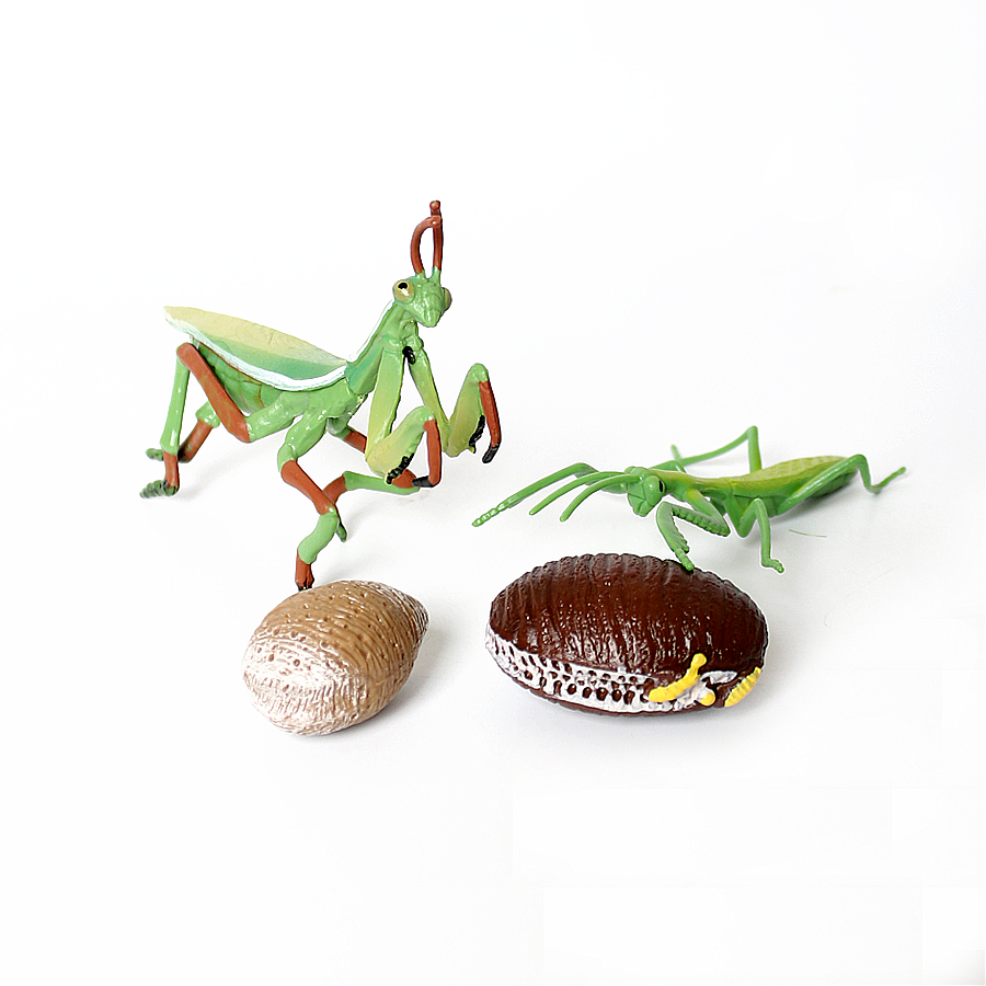 Modèle réaliste de Mantis Orch - Kids Education Picture avis et prix